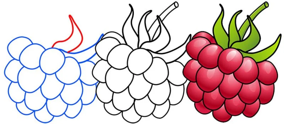 Малина картинки для срисовки