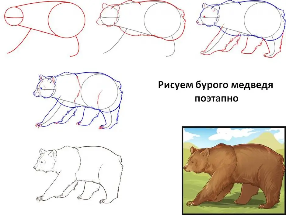 Как нарисовать поэтапно медведя ребенку