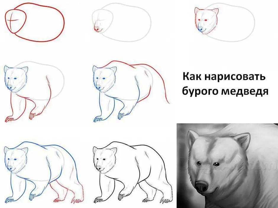 Медведь рисунок поэтапно