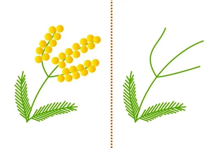 Рисуем мимозу ватными палочками. Веточка мимозы ватными палочками. Мимоза ватными палочками. Ветка мимозы ватными палочками. Веточка мимозы для пластилинографии.