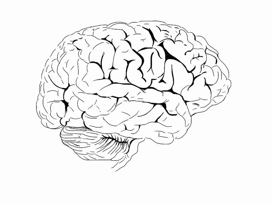 Как нарисовать мозг схематично