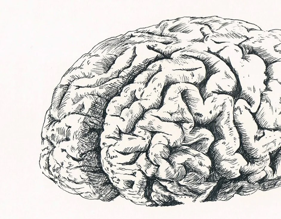 Как нарисовать мозг. Мозг карандашом. Мозг скетч. Мозг зарисовка. Мозг рисунок.