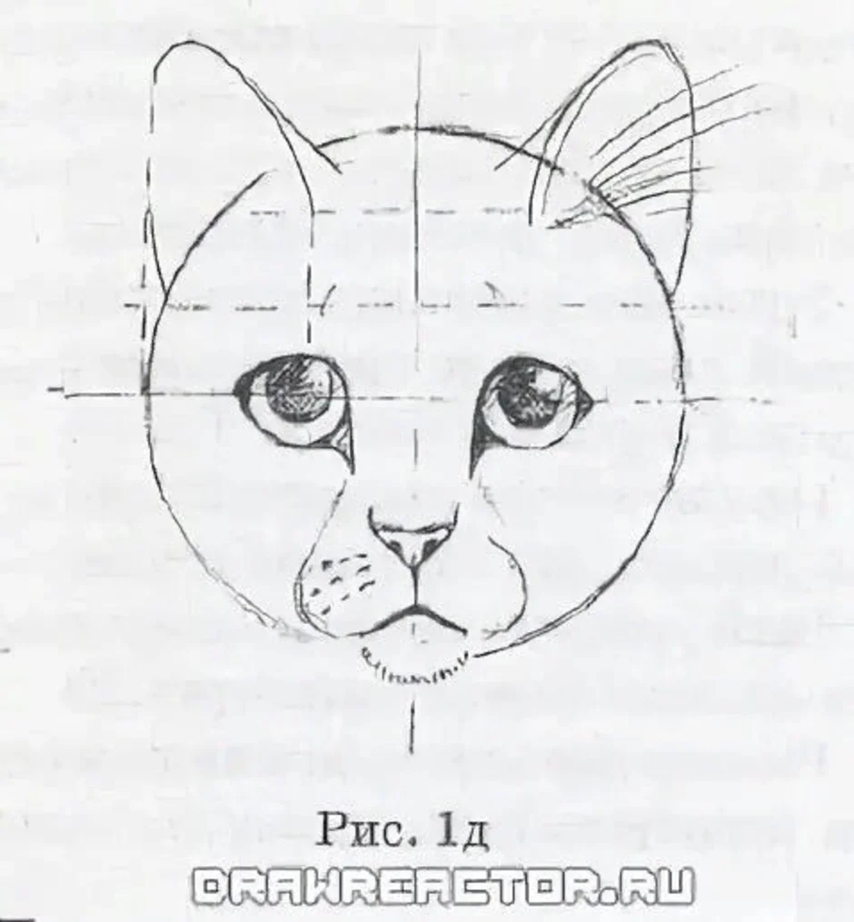 Голова кошки рисунок карандашом