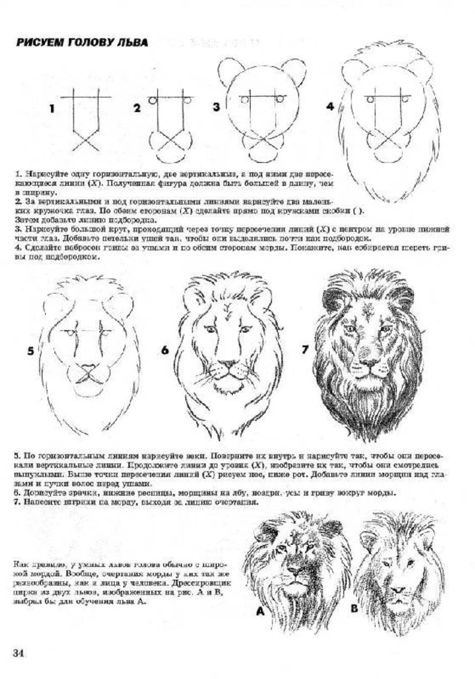 Размер головы льва