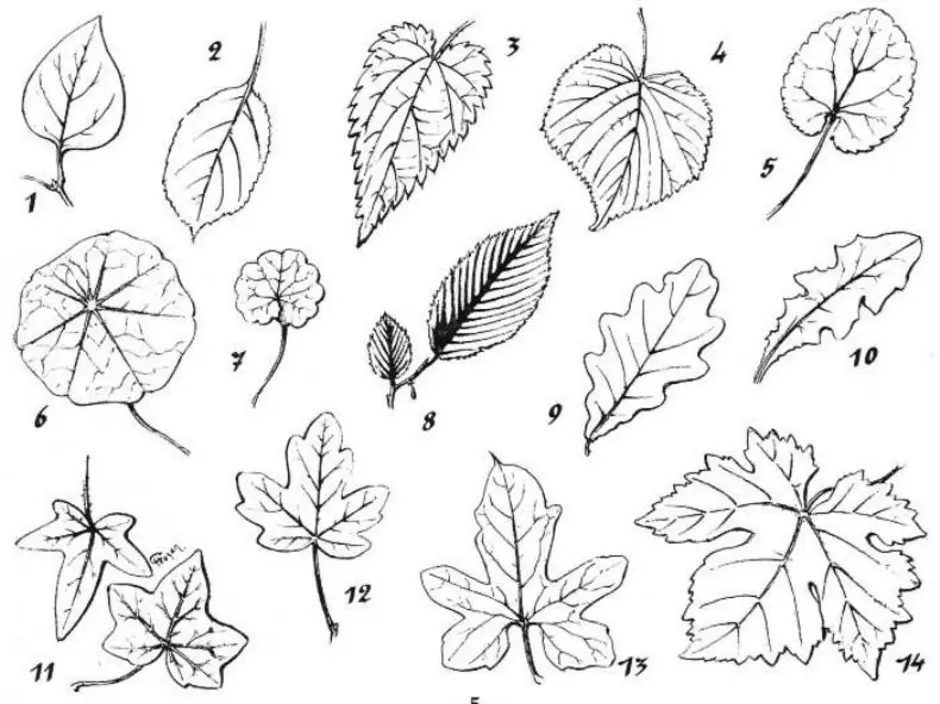 Картинка лист карандашом. Листья рисунок. Листья разных деревьев. Зарисовки листьев. Зарисовки листьев деревьев.