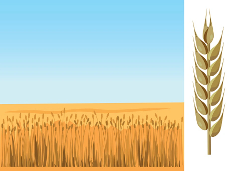 Поле пшеницы рисунок для детей