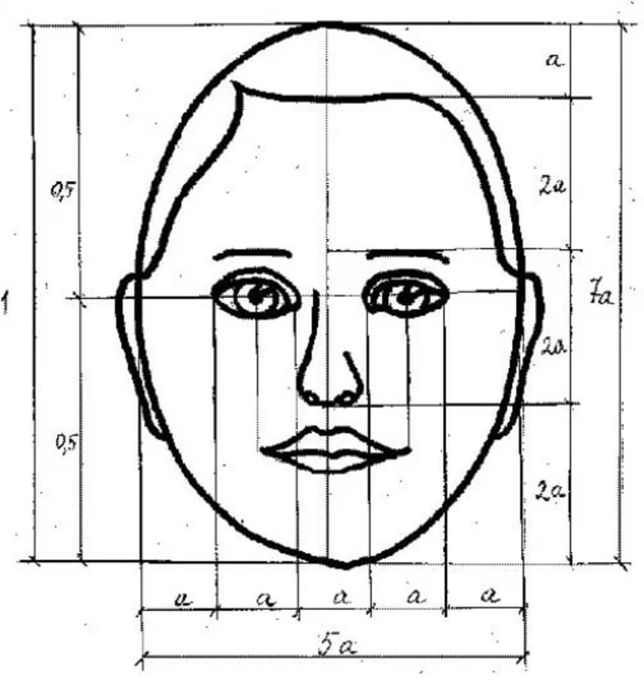 Лицо пропорции как рисовать