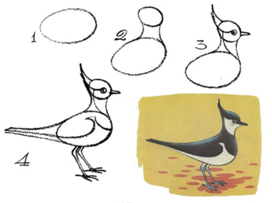 Рисунок птицы 5 класс. Рисование птиц для детей. Поэтапное рисование птиц. Схема рисования птицы. Пошаговое рисование птицы.