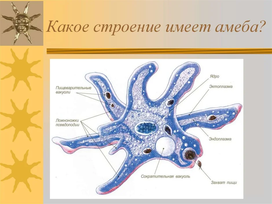 Амеба с картинками