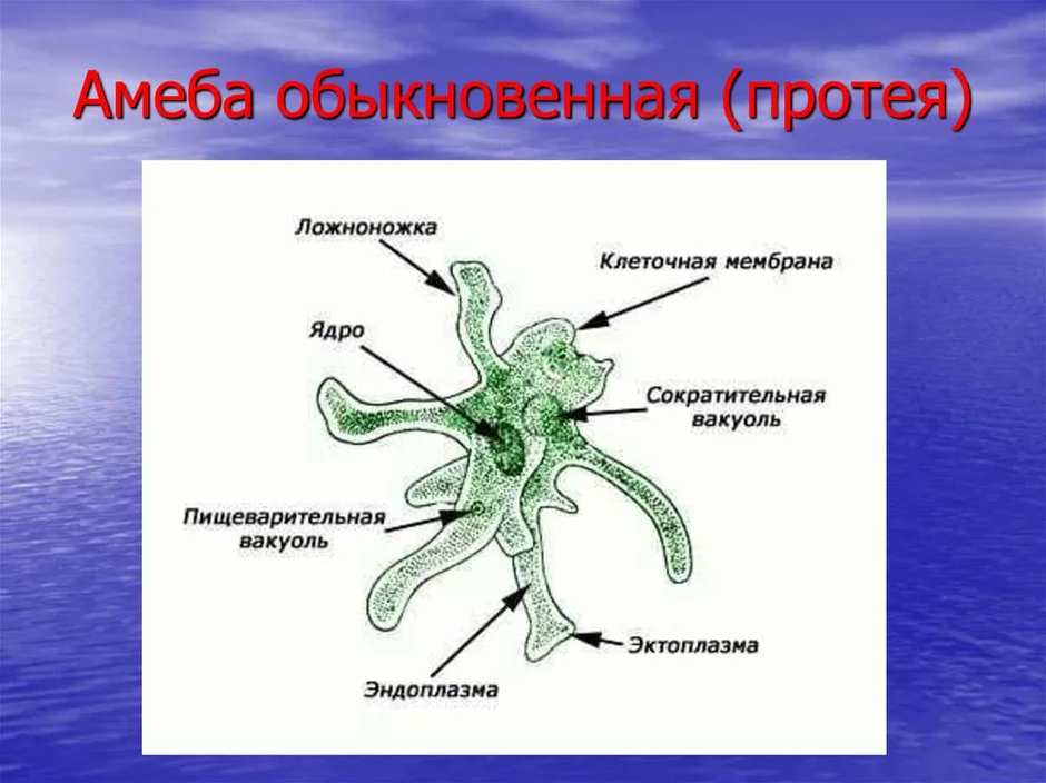 Схема амебы обыкновенной