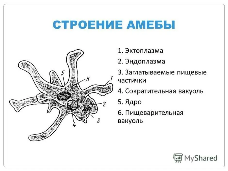 Строение амебы. Строение амебы обыкновенной. Тип Саркодовые амебы строение. Амёба обыкновенная строение рисунок. Схема строения амебы обыкновенной.