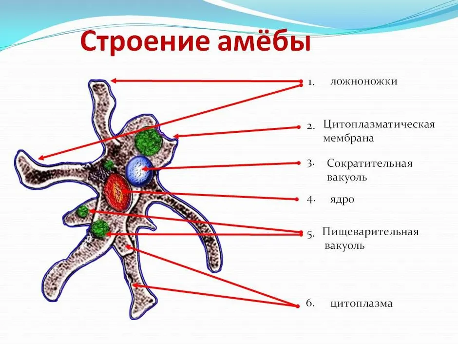 Какой тип питания характерен для амебы обыкновенной изображенной на рисунке