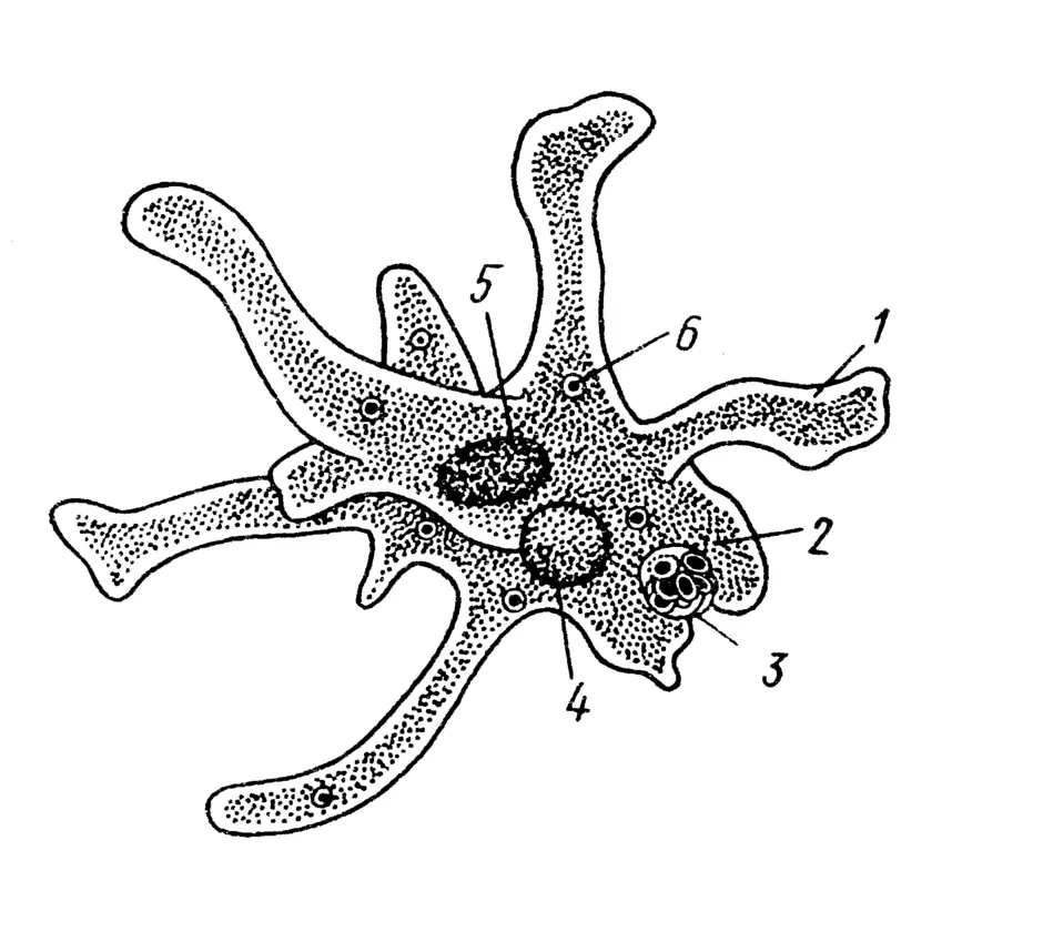 Строение амебы рисунок с подписями