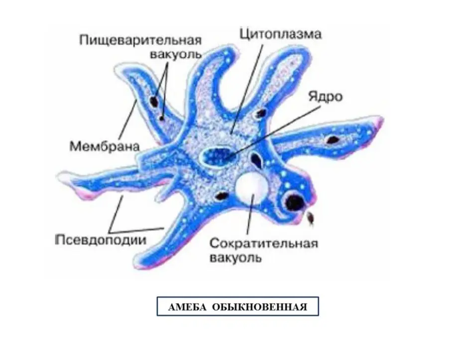 Строение амебы рисунок с подписями