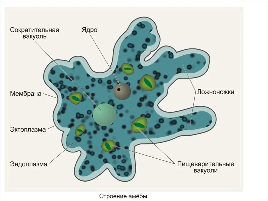 Укажи функцию органоида обозначенного на схеме строения амебы цифрой 2