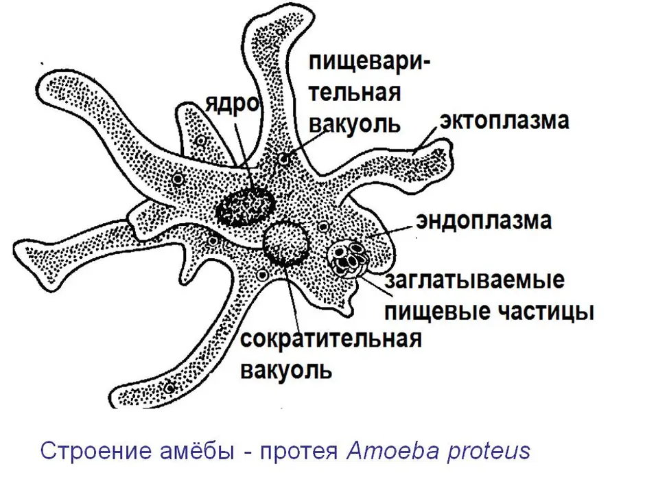 Амеба строение рисунок с надписями