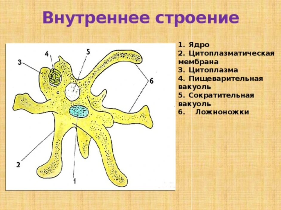 Какой тип питания характерен для амебы обыкновенной изображенной на рисунке 1