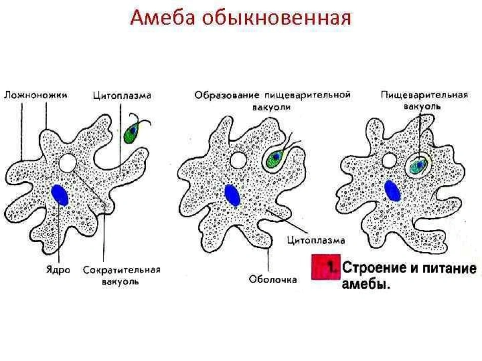 Амеба обыкновенная рисунок. Строение амебы протея схема. Питание амебы Протей. Строение амебы обыкновенной. Строение амебы Протей 7 класс.