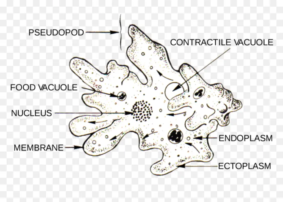 Признаки амебы простейшей