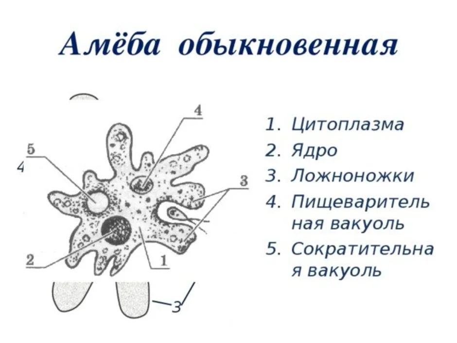 Какой процесс жизнедеятельности амебы представлен на рисунке