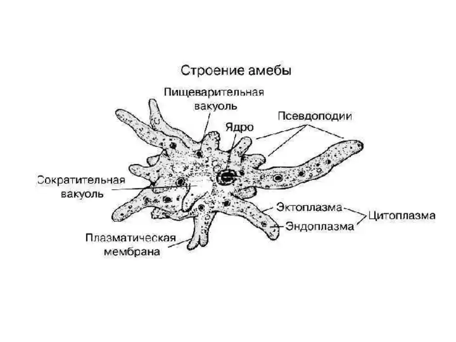 Амеба картинка с подписями