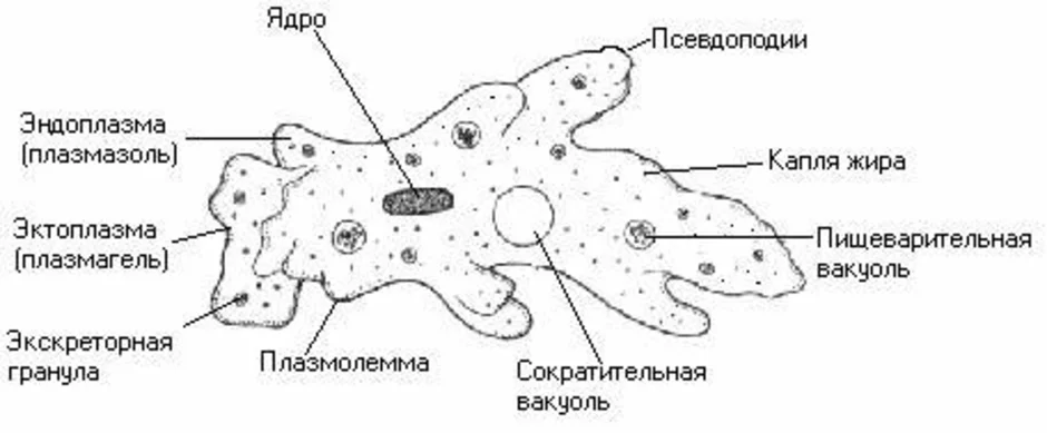 Амеба рисунок с подписями