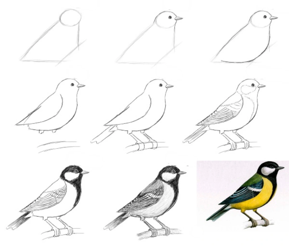 Как поэтапно рисовать птицу карандашом поэтапно для детей