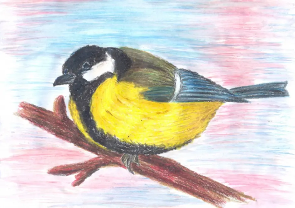 Рисование синички. Рисование птицы синицы. Рисование птиц 1 класс. Рисование птички синички.