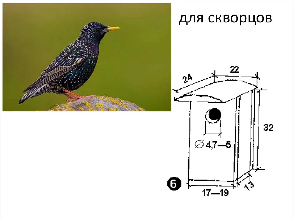 Картинка скворец в скворечнике для детей на прозрачном фоне