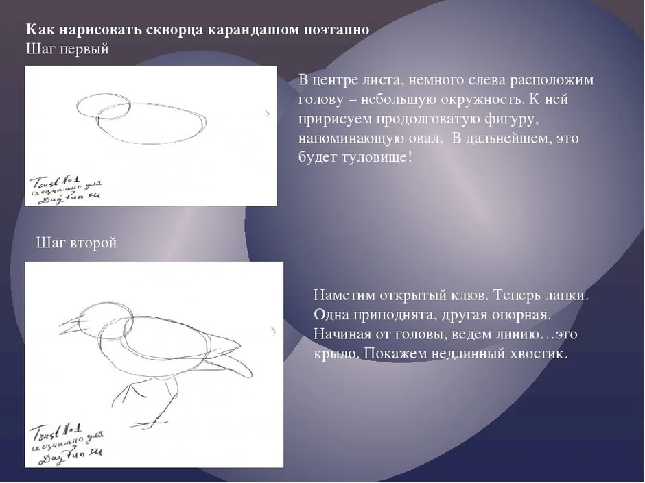 Как нарисовать скворца пошагово