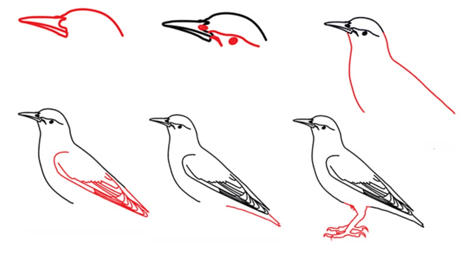 Как нарисовать скворца поэтапно