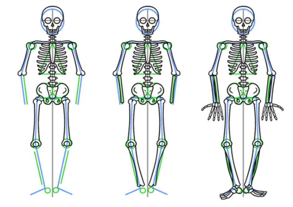 Схема рисования скелета