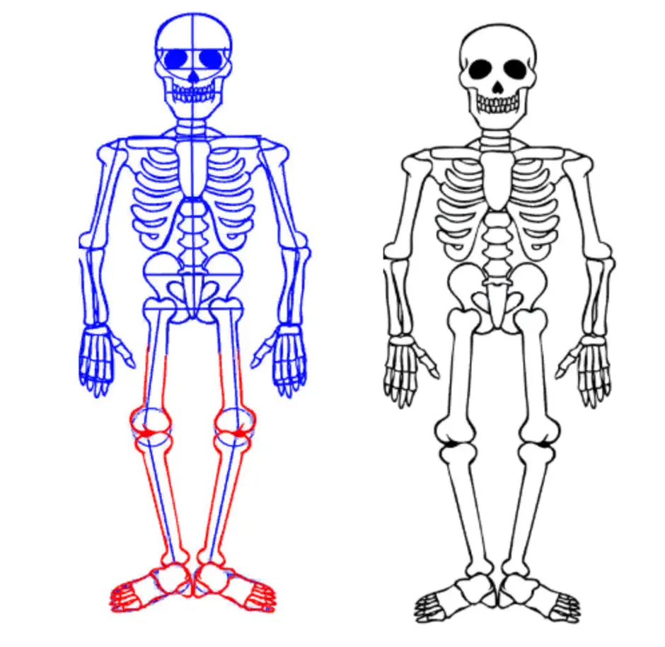 Скелет как нарисовать ребенку