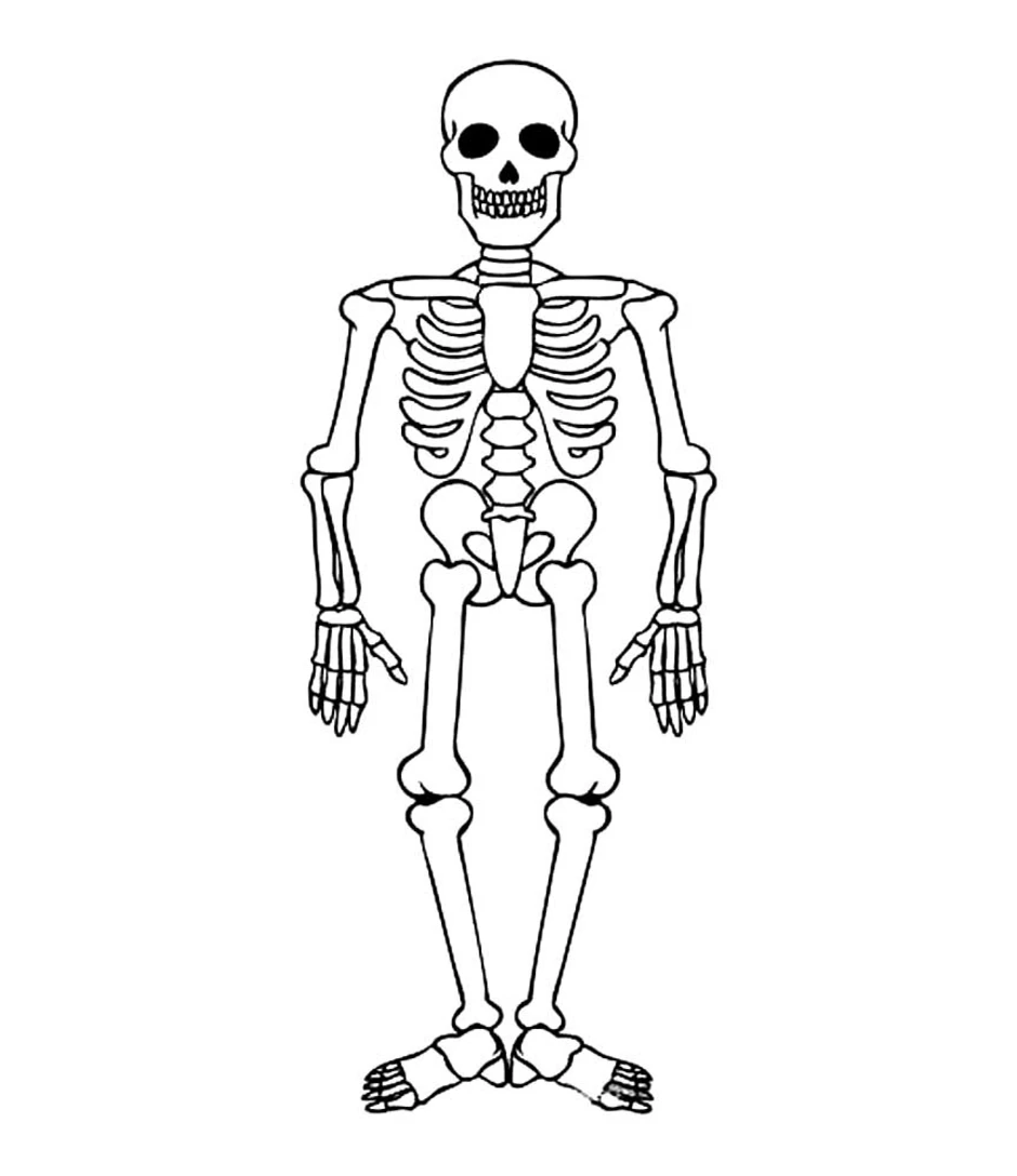 Скелет человека нарисовать