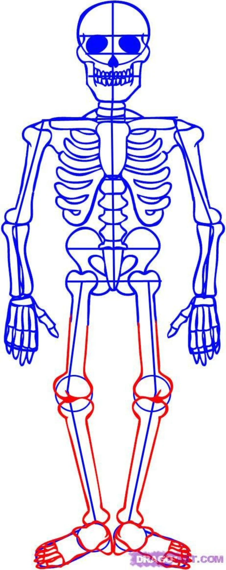 Скелет человека нарисовать легко