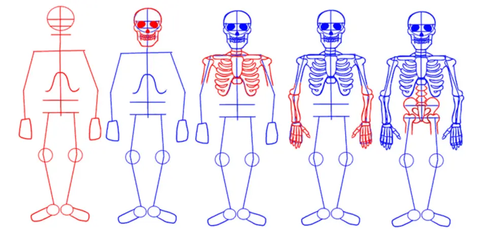 Как нарисовать скелет человека поэтапно легко