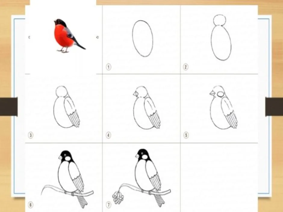 Нарисовать рисунок схему. Снегирь рисунок пошагово. Поэтапное рисование снегиря 1 класс. Схема рисования птицы детям зимующие птицы. Рисование птицы снегиря поэтапно для детей.