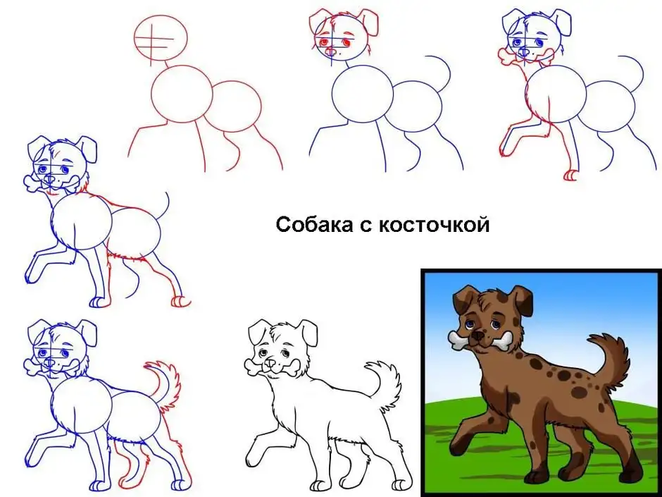 Собаку рисовать поэтапно карандашом