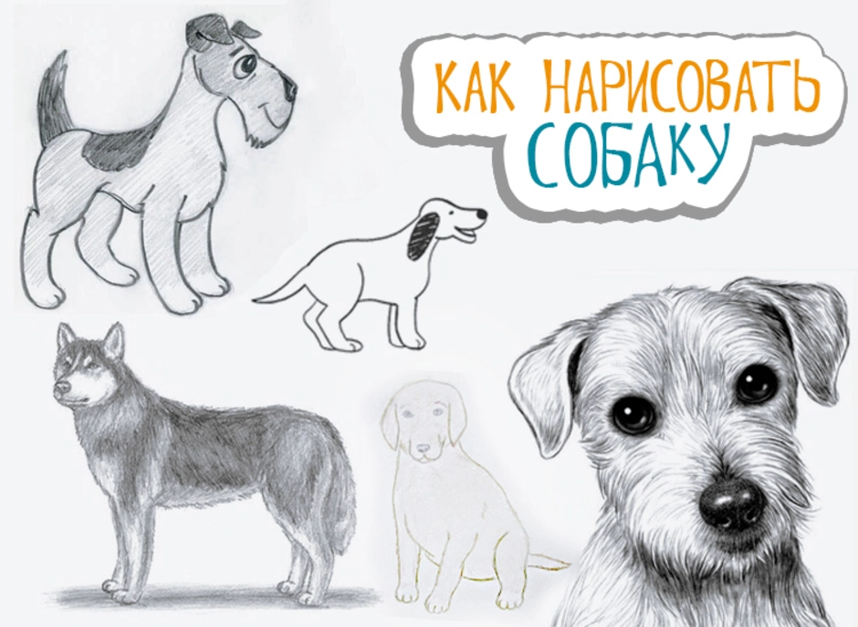 Как нарисовать собаку малышу