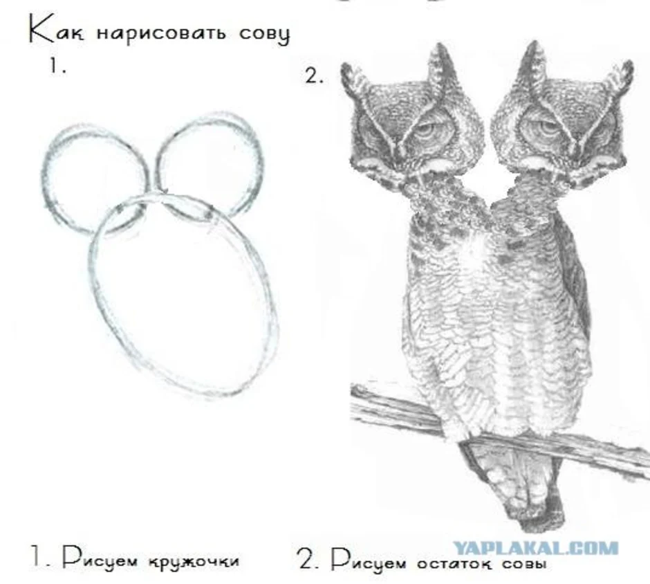 Рисуем сову прикол