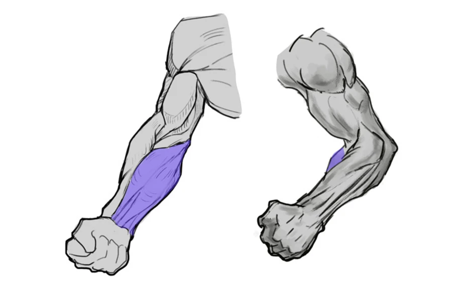 Согнутая рука. Мышцы руки референс сбоку. Референс предплечья сбоку. Трицепс референс. Мышцы предплечья референс.