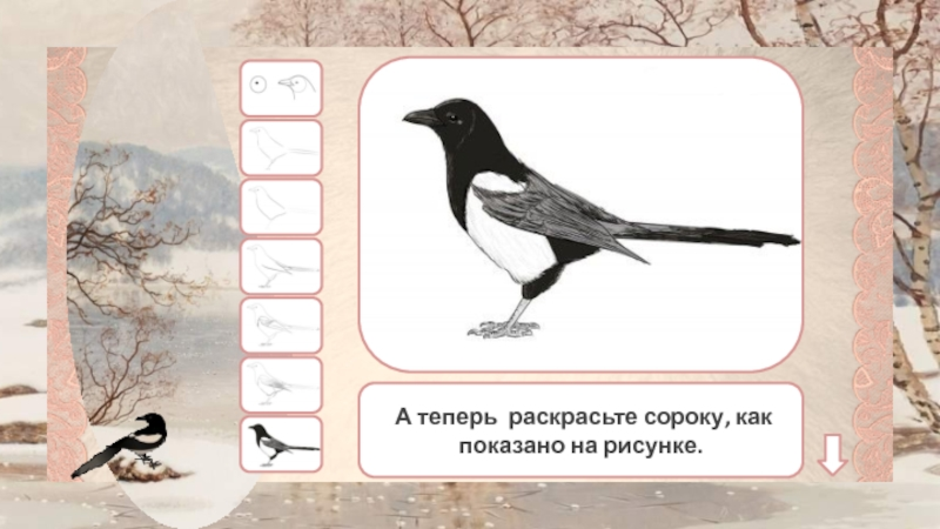 По виду лет сорока. Рисование сороки. Схема рисования сороки. Сорока белобока поэтапное рисование. Рисуем сороку поэтапно.