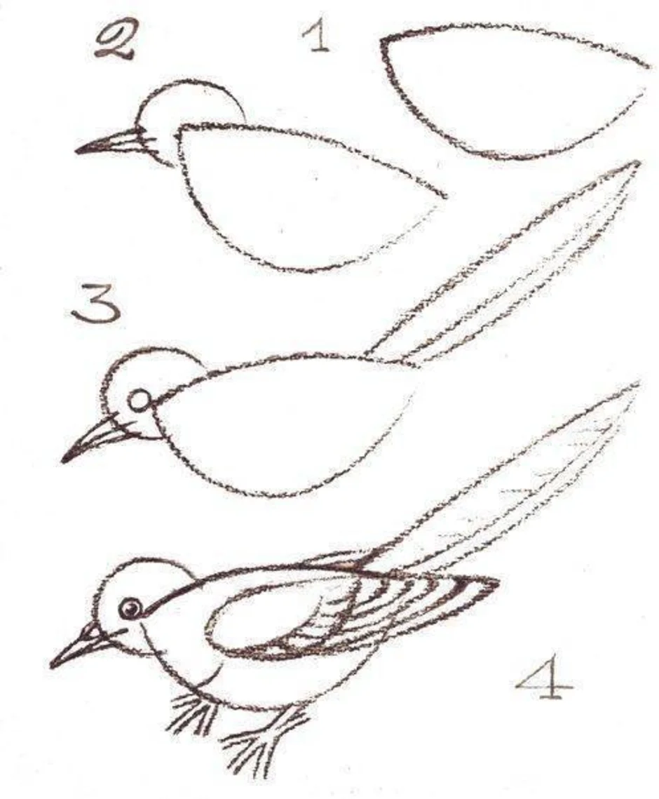 Схемы рисования птиц для дошкольников