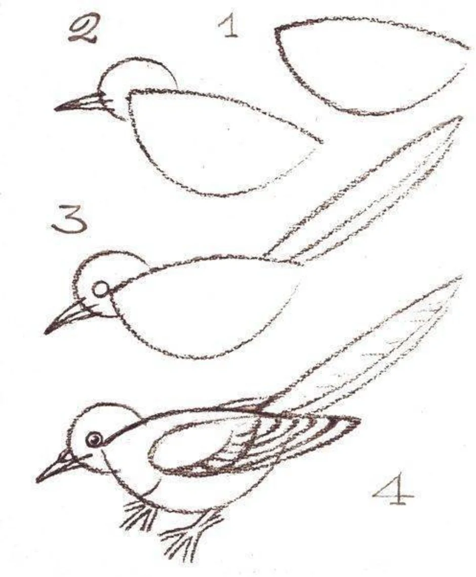 Поэтапное рисование птиц для детей