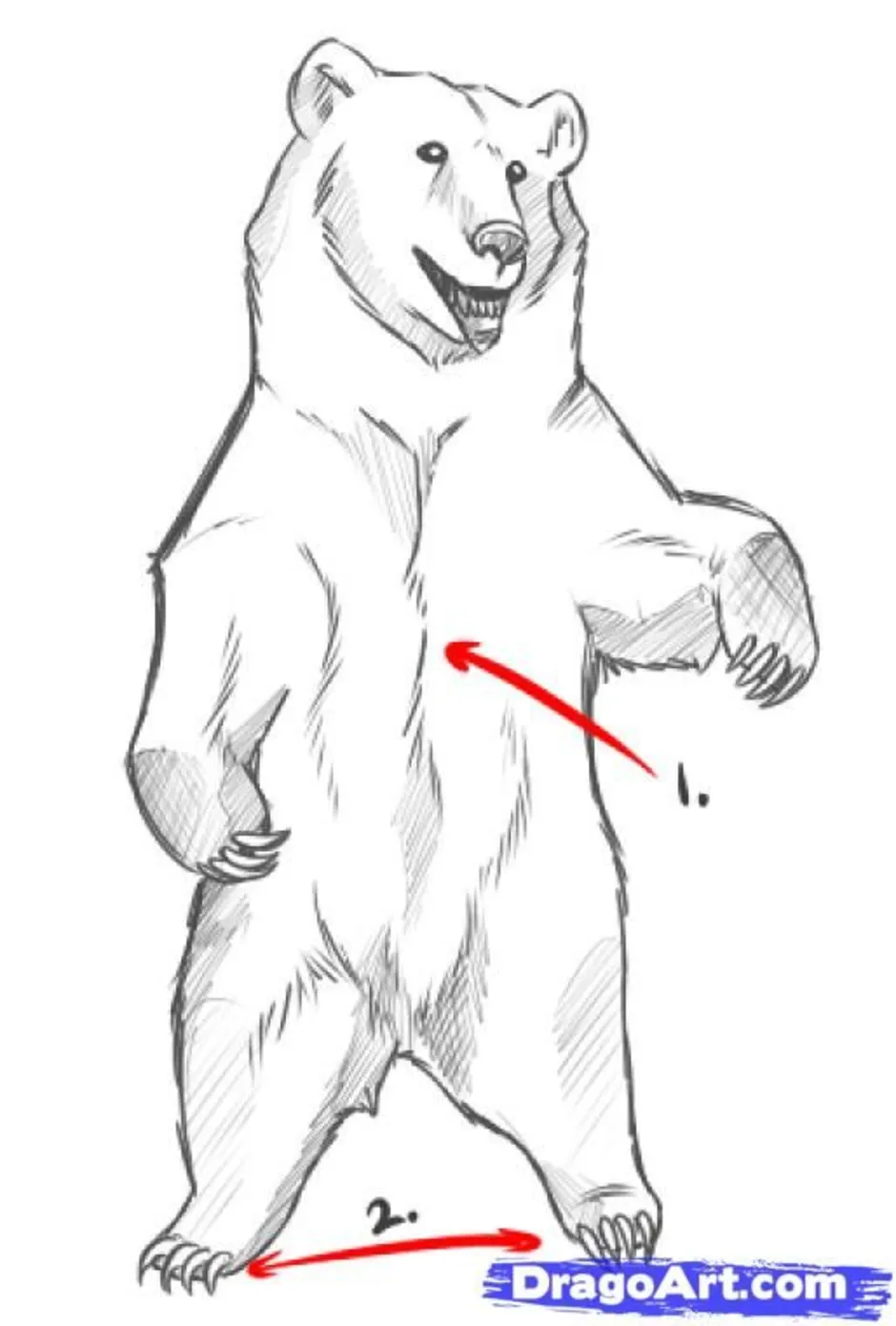 Рисунок медведя сбоку стоящего