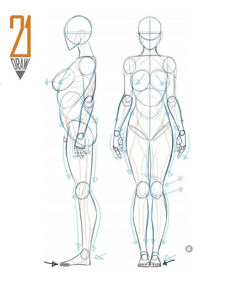 Покажи рисунки тела человека. Человеческие пропорции референс. Тело девушки референс пропорции. Анатомия тела человека для художников пропорции. Человек анатомия референс пропорции.