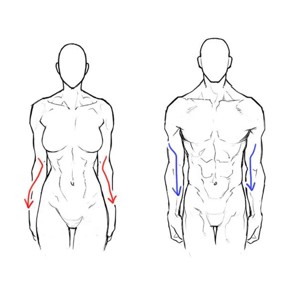 How to anatomy. Набросок мужского тела. Тело для рисования. Мужское тело для рисования. Эскиз мужского тела.