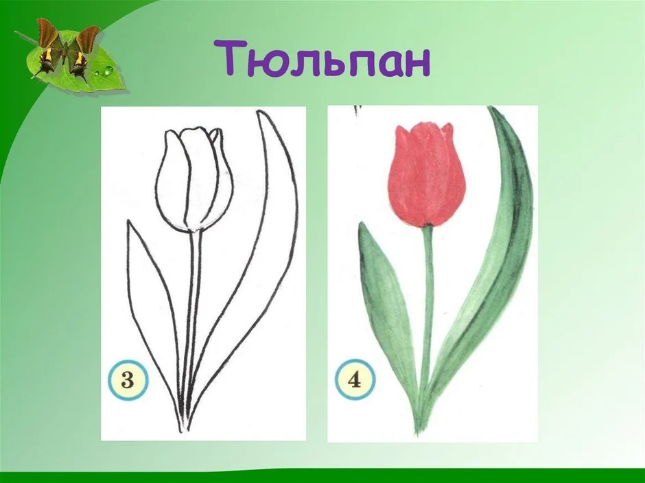 Как научиться рисовать тюльпаны