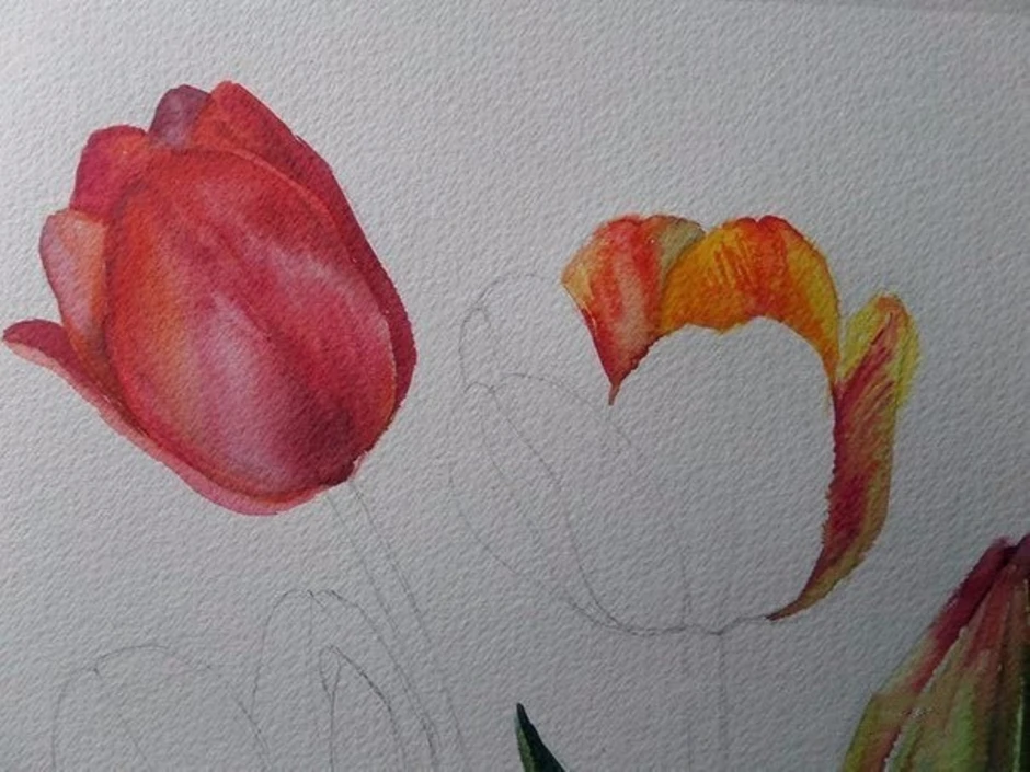 Рисуем тюльпаны акварелью поэтапно для начинающих