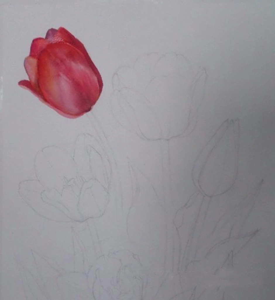 Рисуем тюльпаны акварелью поэтапно для начинающих